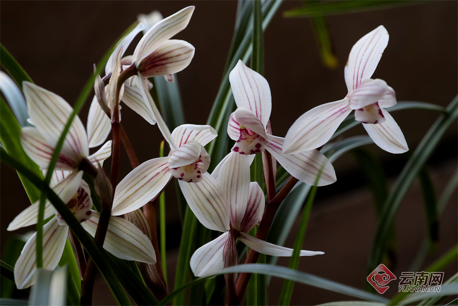 00305264100_fee30833 00305264100_fee30833