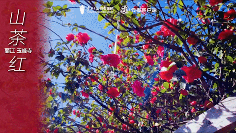 有一种叫云南的生活｜这个春天，总要来云南一趟吧！