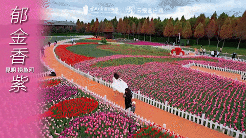 有一种叫云南的生活｜这个春天，总要来云南一趟吧！