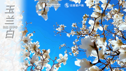 有一种叫云南的生活｜这个春天，总要来云南一趟吧！