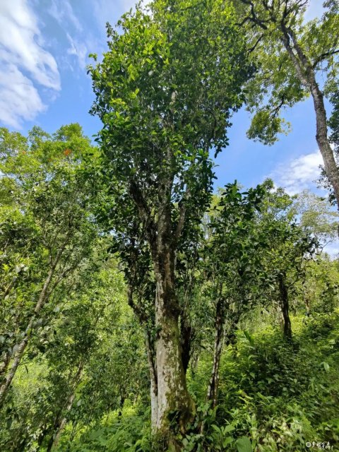 红河古茶树