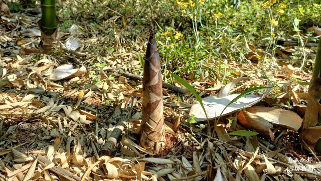 抓住春笋的“小尾巴”!到玉溪大石板挖竹笋喽(开屏新闻记者 李春丽 摄)