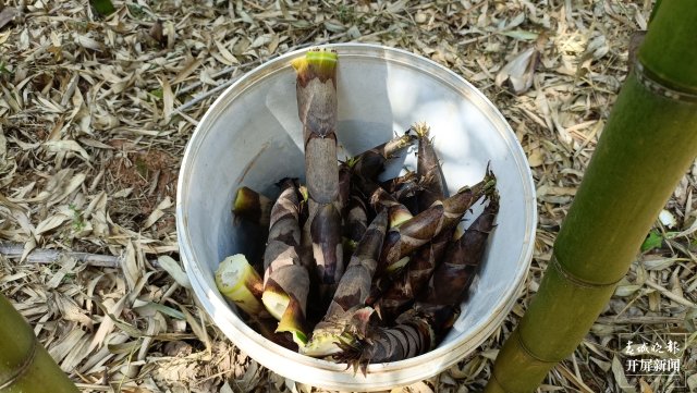 抓住春笋的“小尾巴”!到玉溪大石板挖竹笋喽(开屏新闻记者 李春丽 摄)