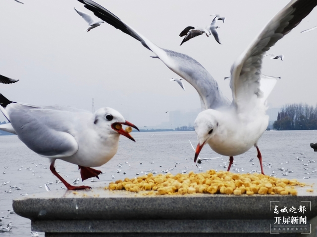 昆明今年究竟有多少“远方来客”？本周末，一起来围观海鸥统计吧！（开屏新闻记者 左学佳 摄）