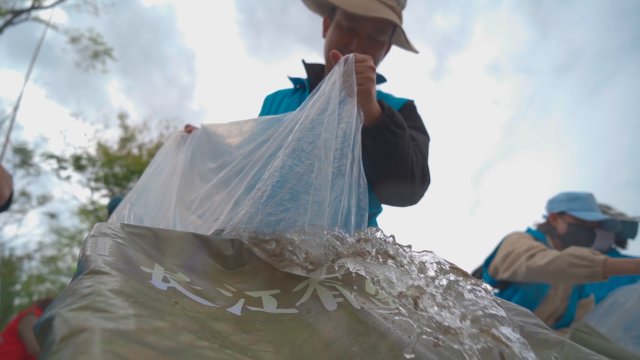 8000余尾滇池金线鲃放流昆明滇池