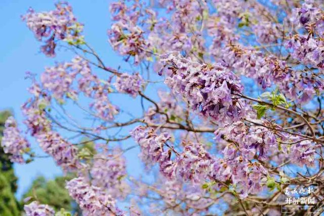 昆明黑筇公路泡桐花开如瀑 春城晚报-开屏新闻记者 龙宇丹 摄影报道