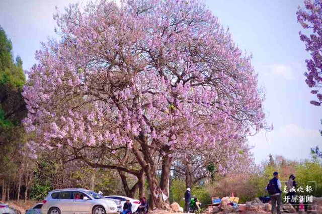 昆明黑筇公路泡桐花开如瀑 春城晚报-开屏新闻记者 龙宇丹 摄影报道