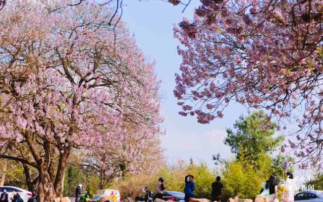 昆明黑筇公路泡桐花开如瀑 春城晚报-开屏新闻记者 龙宇丹 摄影报道