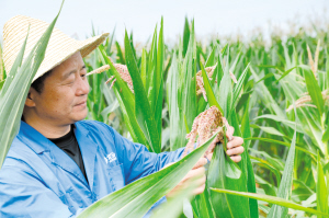 工作人员查看玉米长势。 北玉种子供图