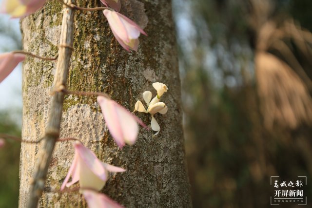 兰花螳螂伪装成花朵隐匿在石斛花之间 陶平 摄 (3).JPG
