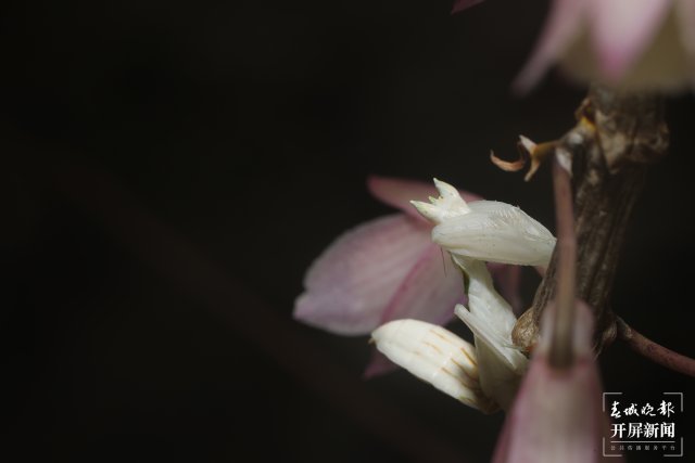 伪装成花朵隐匿在石斛花间的兰花螳螂 马丽芳 摄 (1).jpg