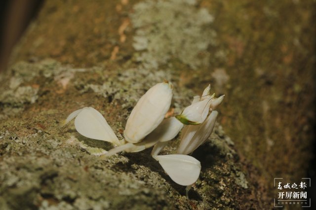 兰花螳螂停留在树干上 马丽芳 摄 (5).jpg