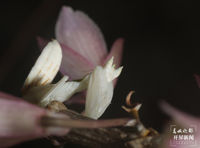伪装成花朵隐匿在石斛花间的兰花螳螂 马丽芳 摄 (2).jpg