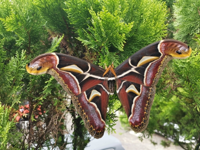 ▲冬青大蚕蛾 通讯员 陈映照 摄.jpg