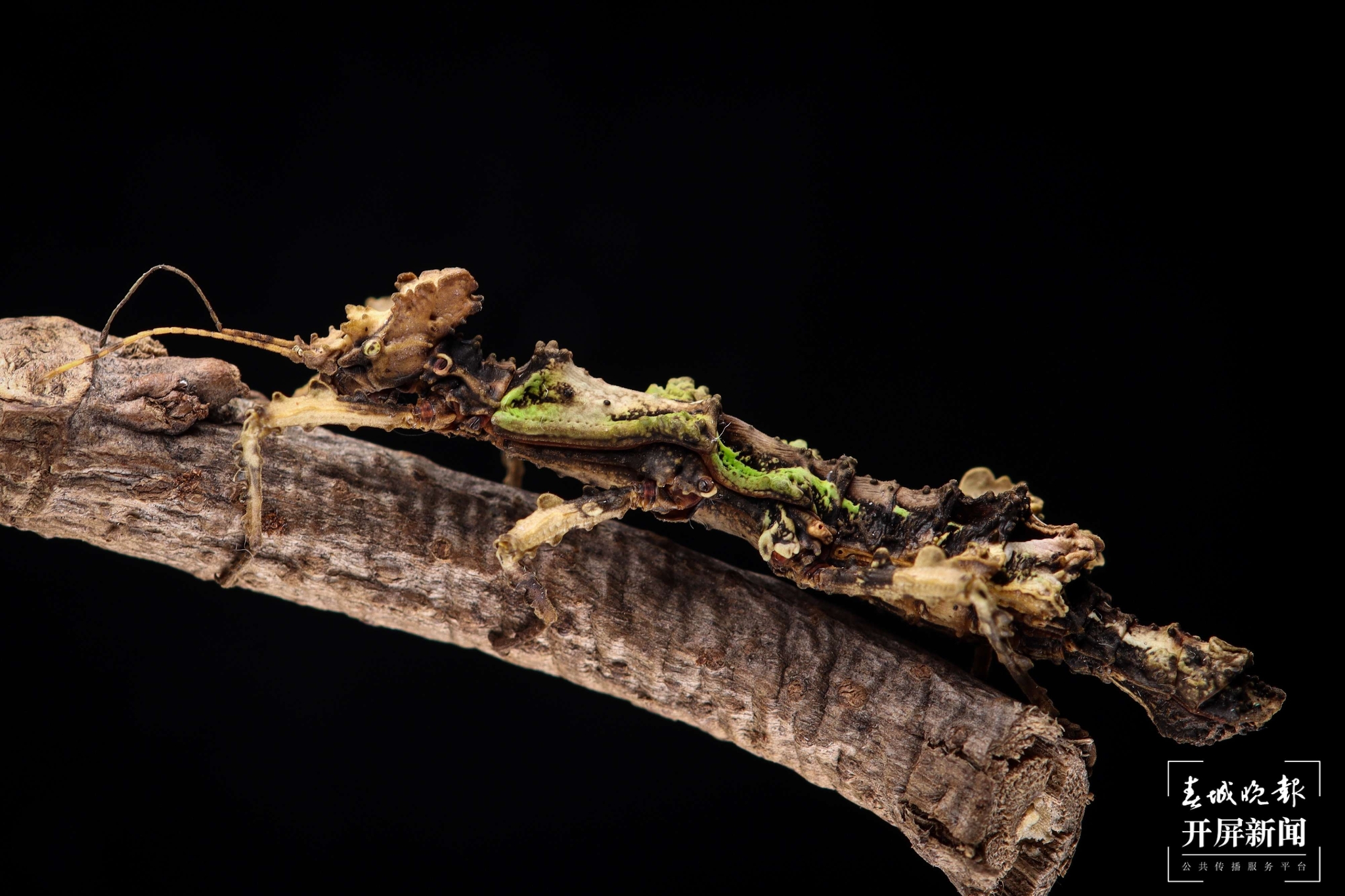 云南马关发现新物种古林箐瘤䗛（通讯员 廖沛霖 摄）