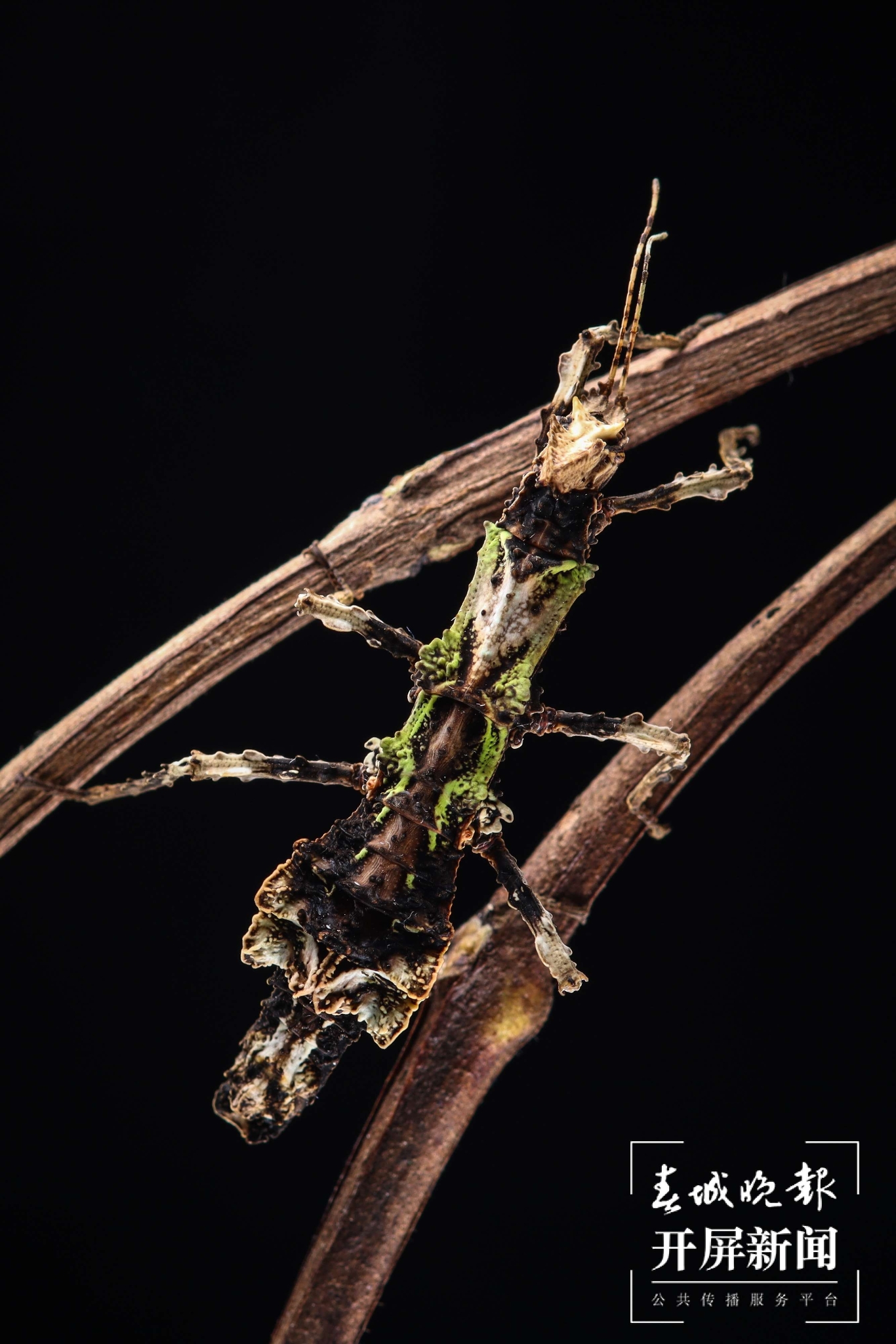 云南马关发现新物种古林箐瘤䗛（通讯员 廖沛霖 摄）