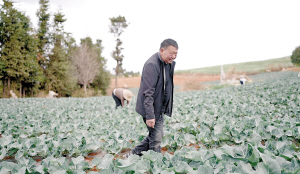 杨光才察看西兰花长势。