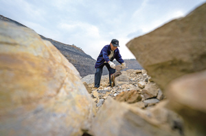 张世山用报纸包裹在昆阳磷矿矿坑内找到的一块化石（5月10日摄）