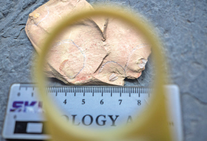 这是在张世山收藏化石的标本馆内拍摄的一块三叶虫化石（5月10日摄）