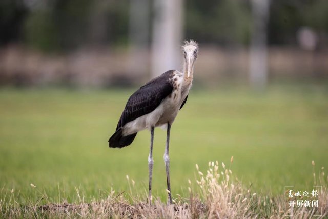 有一种叫云南的生活 曾 “消失”69年！这种珍稀“国保”现身大理洱源水田 (3).jpg