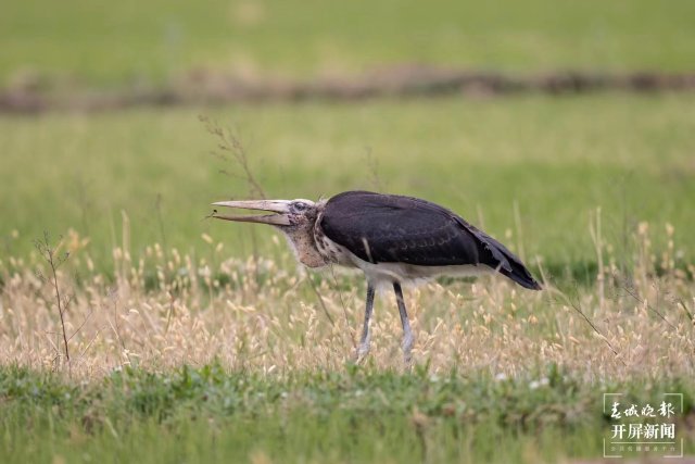 有一种叫云南的生活 曾 “消失”69年！这种珍稀“国保”现身大理洱源水田 (6).jpg