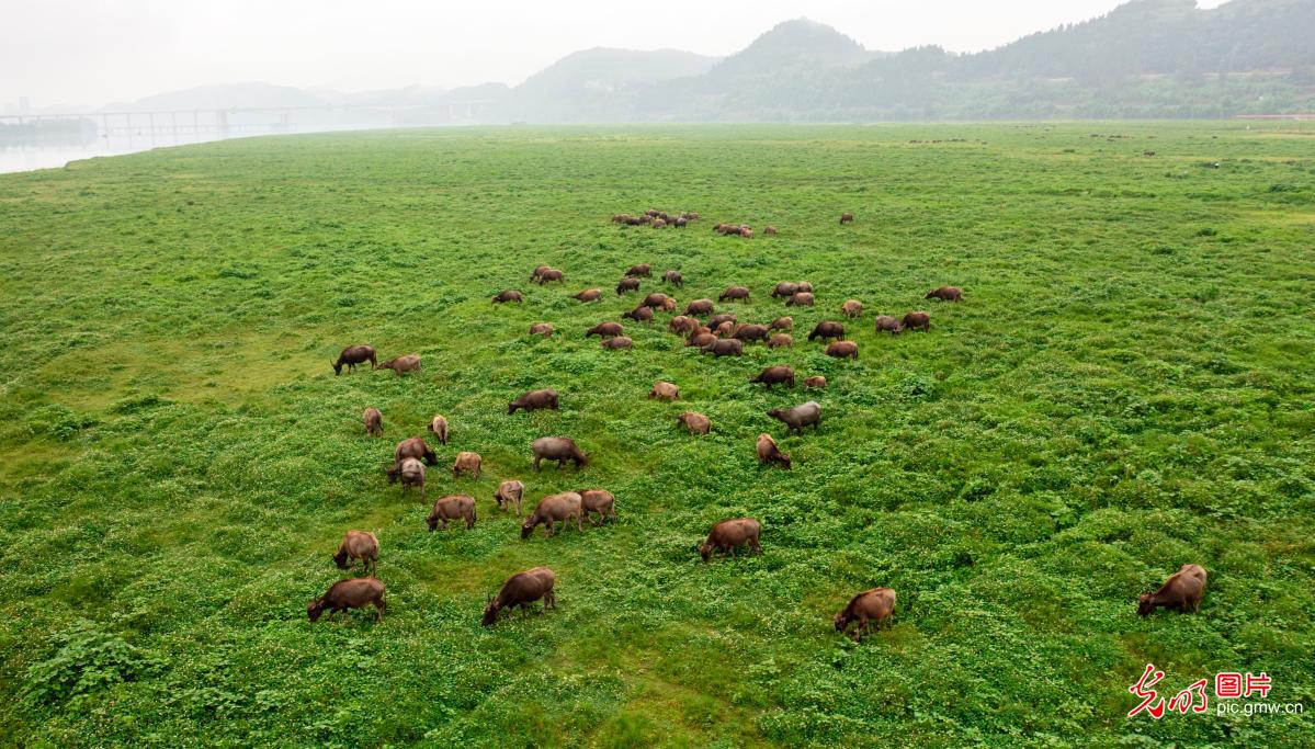 世界环境日| 擦亮生态底色 绘就“绿色画卷” 世界环境日| 擦亮生态底色 绘就“绿色画卷”