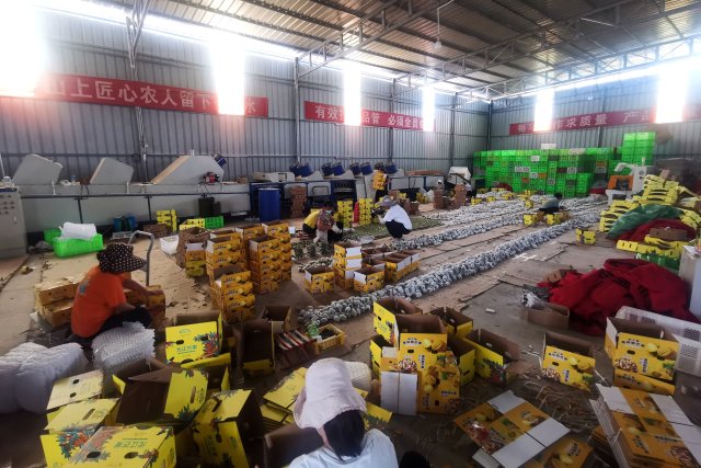元江小金凤芒果分选点仓库现场.jpg