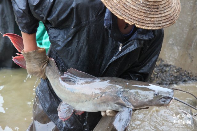 丝尾鳠-捕捞.JPG