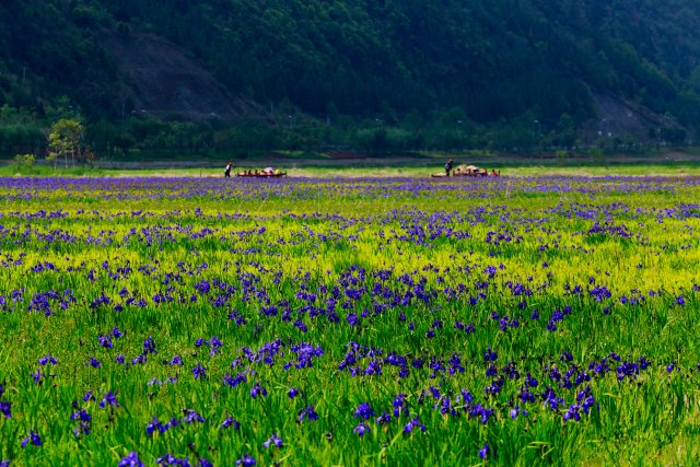 北海湿地 20140419刘正凡摄 (564).JPG