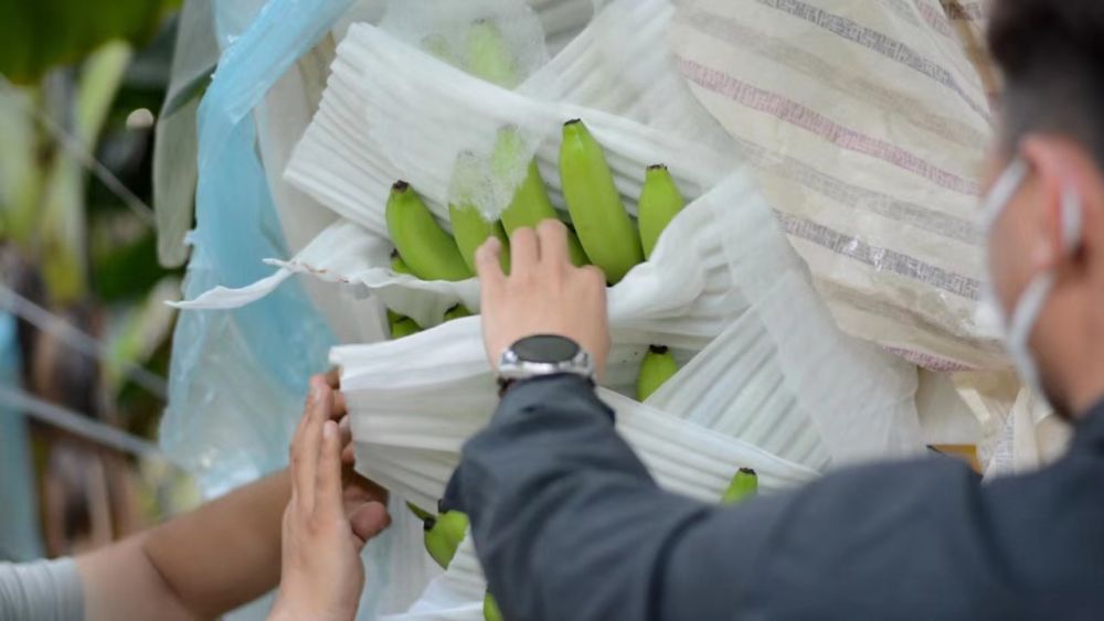 “黄金线路”果飘香!中老铁路进口水果货运量超4万吨