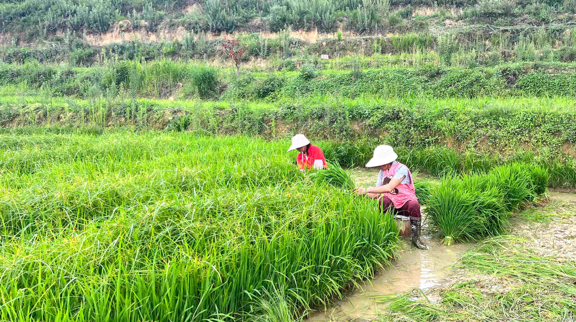 农田披绿装 “改”出致富“米粮仓”