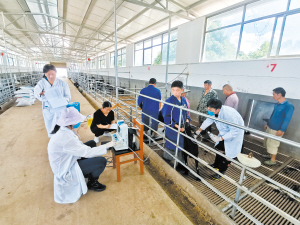 科研人员活体测量云上黑山羊背膘。 云南省畜牧兽医科学院供图 