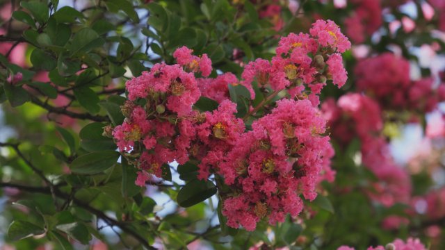 2023年7月28日 火把花3.jpg