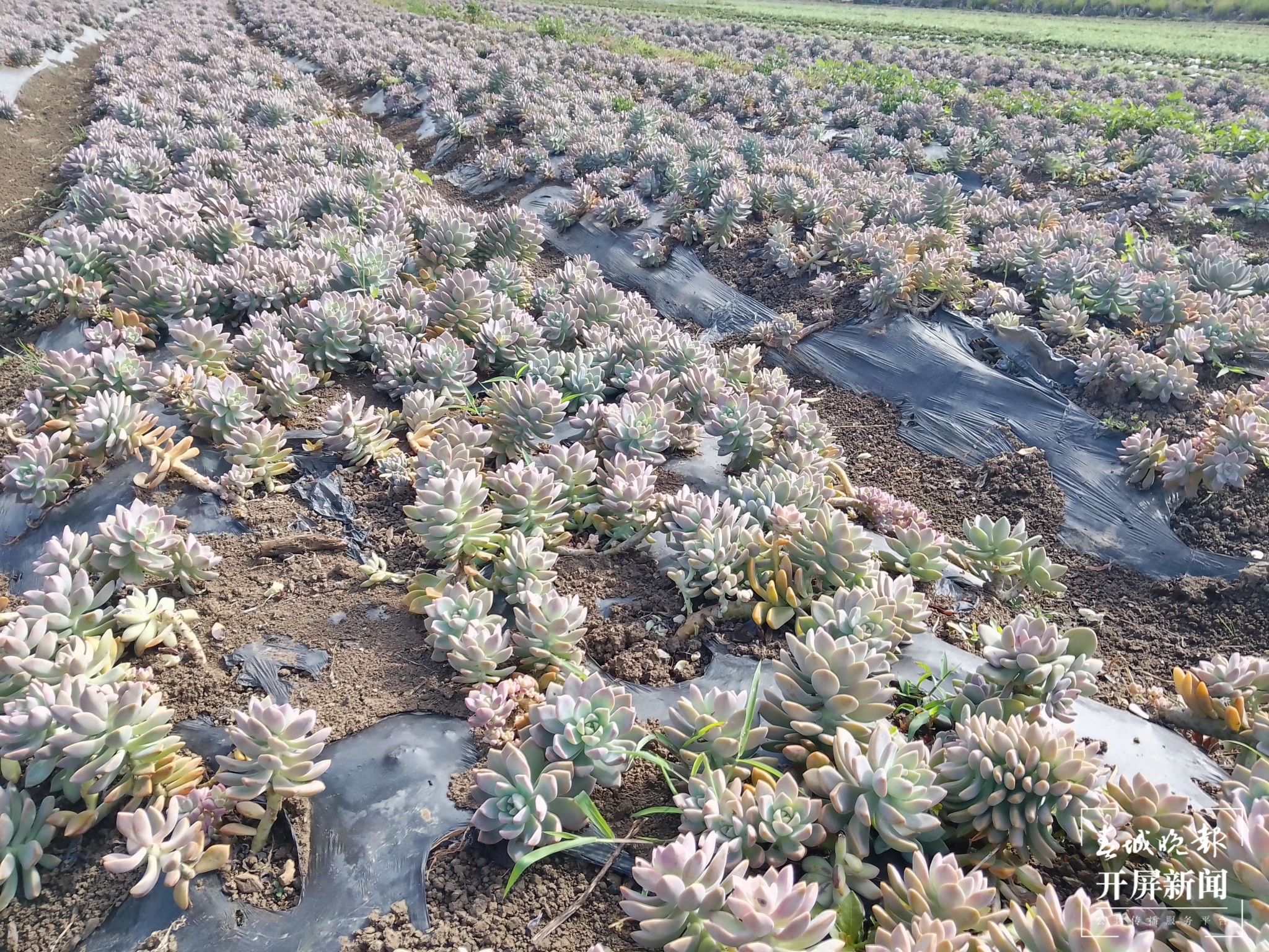 （昆滇传内容）大理洱源规模化种植多肉产销两旺，电商销售创收喜人 (3).jpg