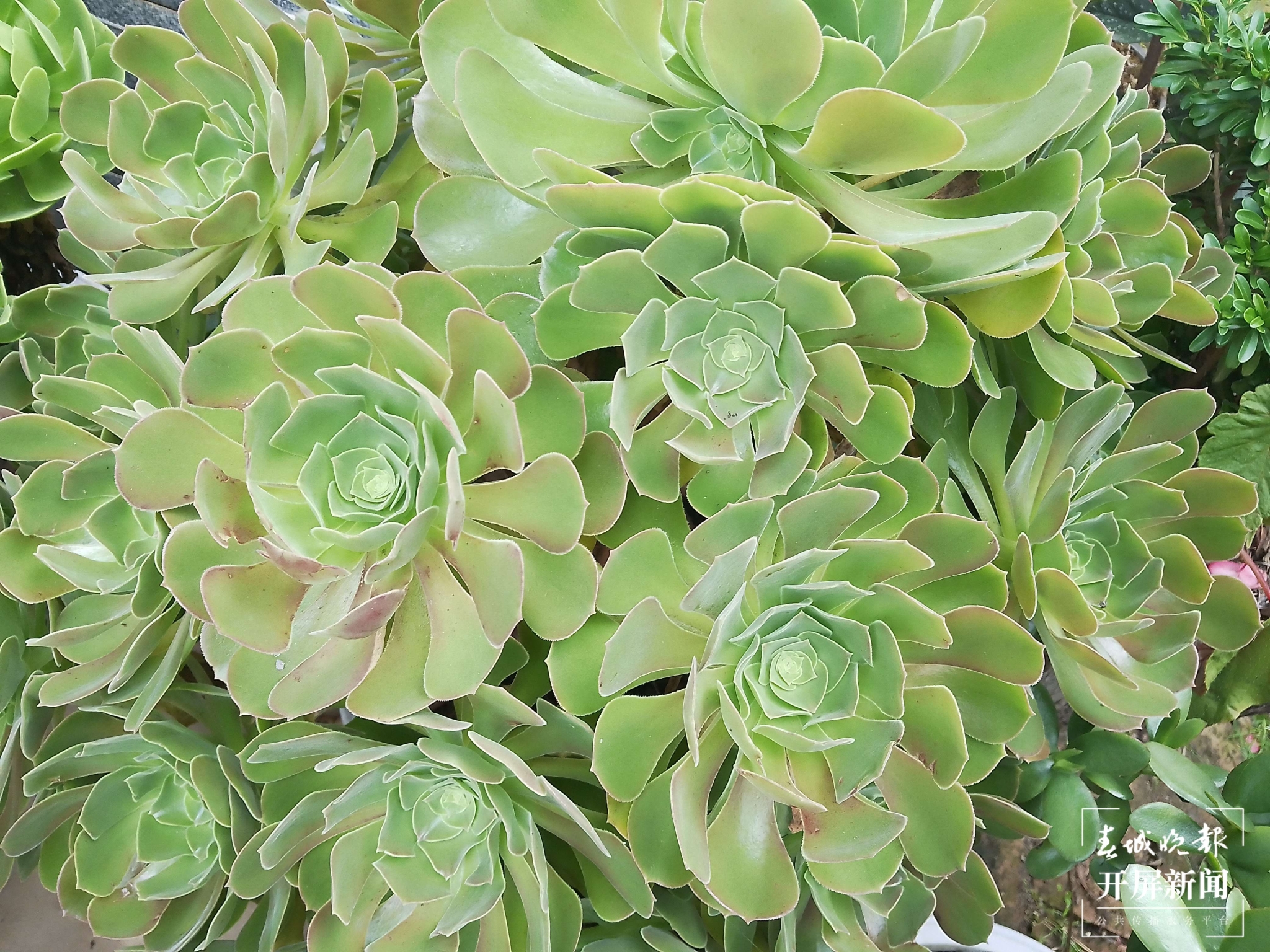 （昆滇传内容）大理洱源规模化种植多肉产销两旺，电商销售创收喜人 (1).jpg