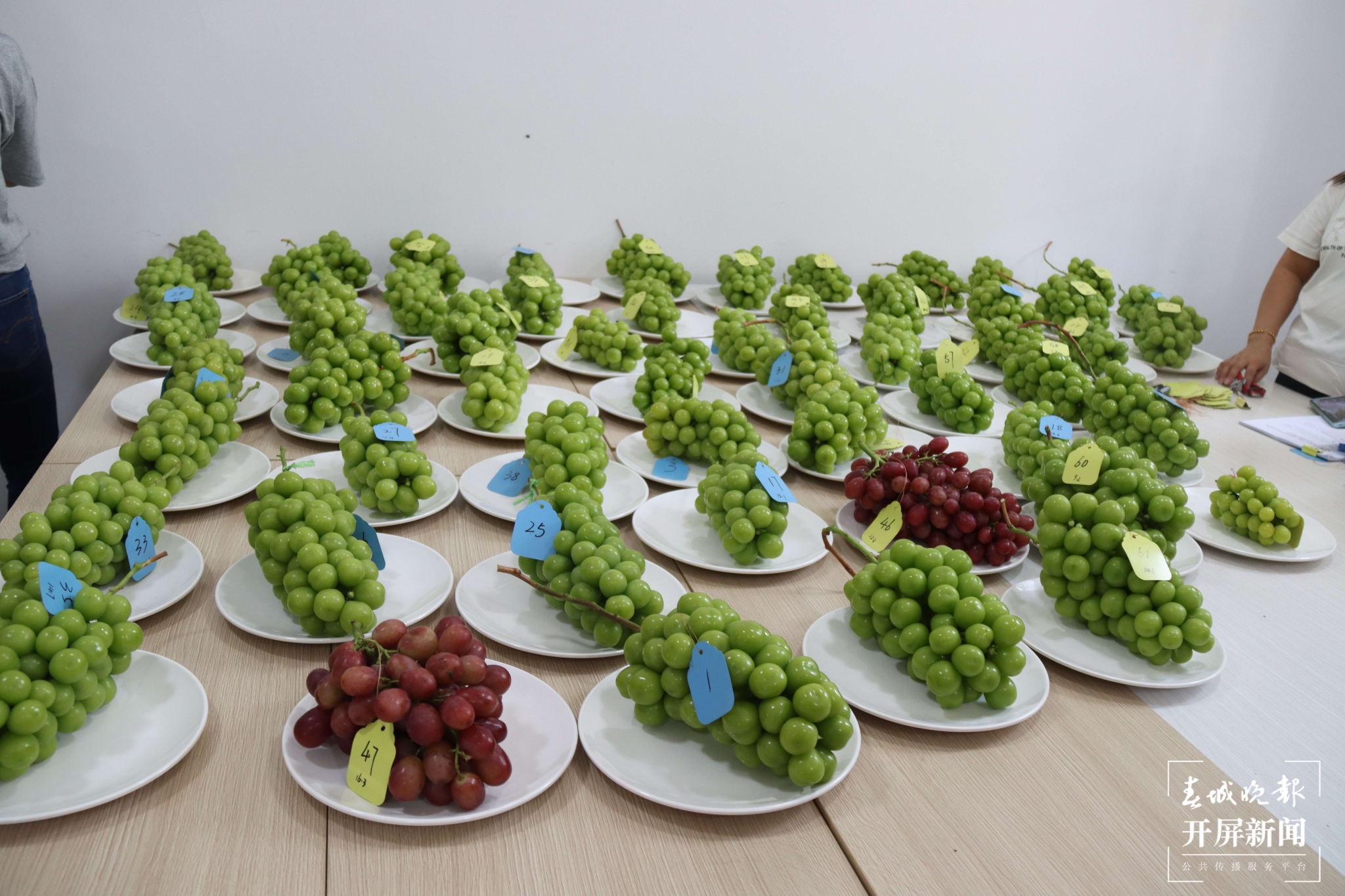 (昆滇传内容)品评风味！大理宾川60位“葡萄种植达人”同台PK (1).JPG