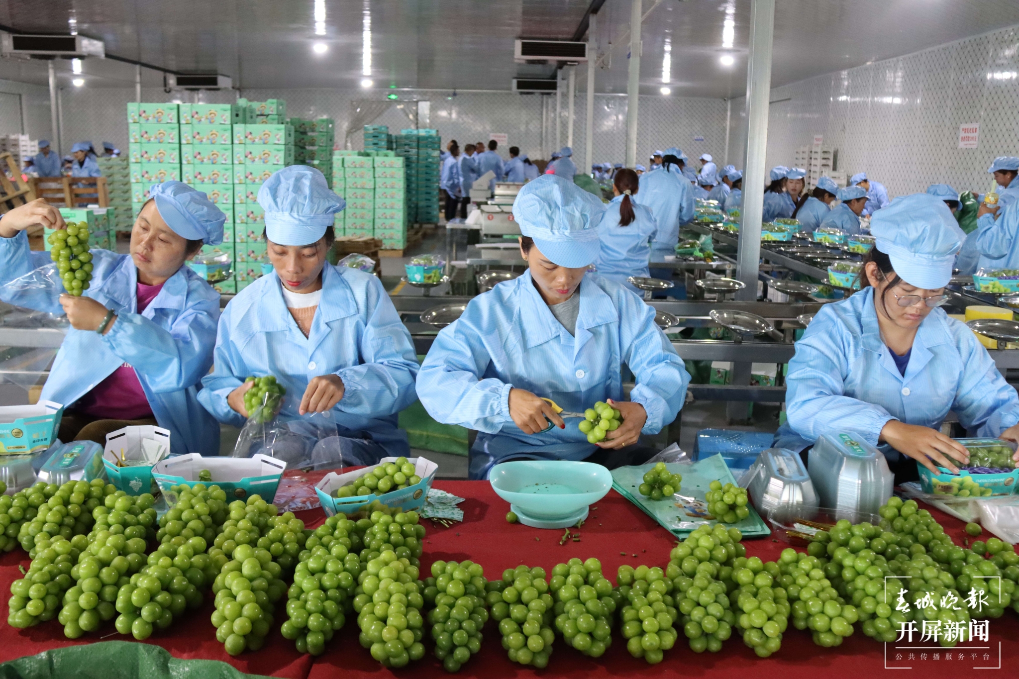 (昆滇传内容)品评风味！大理宾川60位“葡萄种植达人”同台PK (8).jpg