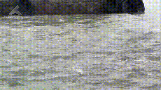 滇池白鲢鱼为何“跳龙门”