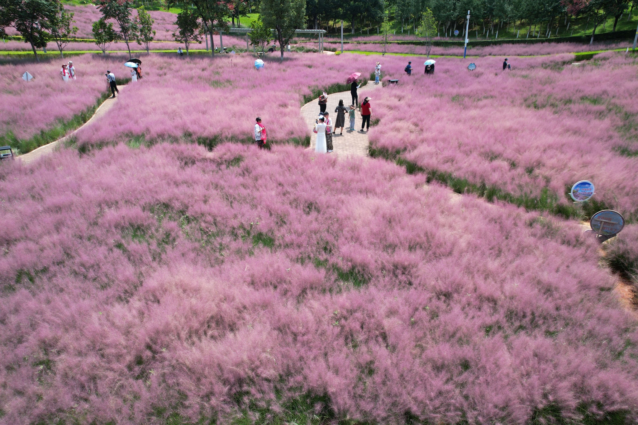 粉黛乱子草 (5).jpg