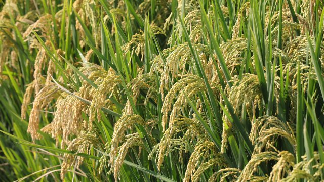 稻母之乡 (1).JPG