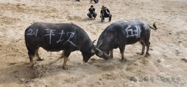 斗牛活动，文山州文化和旅游局供图.jpeg