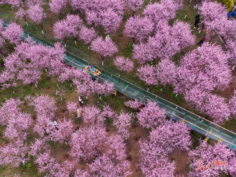 【万象“耕”新春光图】繁花盛开 彩绘春天