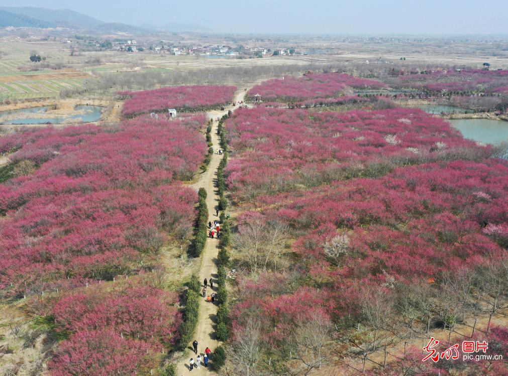【万象“耕”新春光图】繁花盛开 彩绘春天
