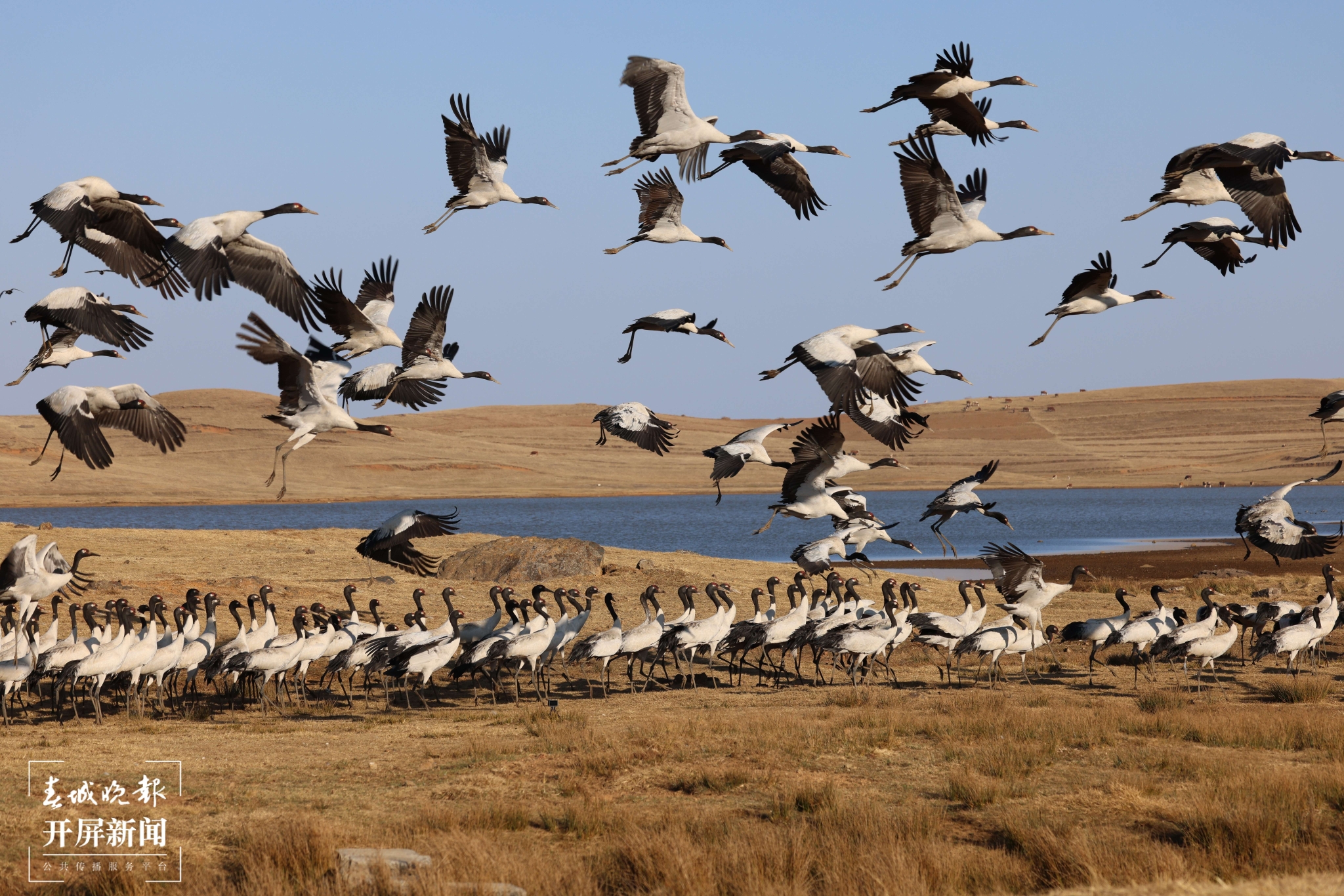 大山包黑颈鹤 (9).JPG