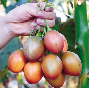 　云南各种时蔬卖到上海 上海食古实业有限公司供图