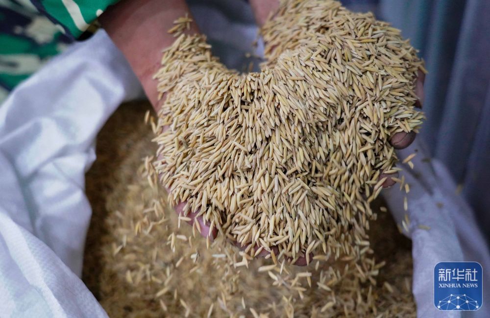 贵州岑巩:水稻制种确保稳产增收 贵州岑巩:水稻制种确保稳产增收