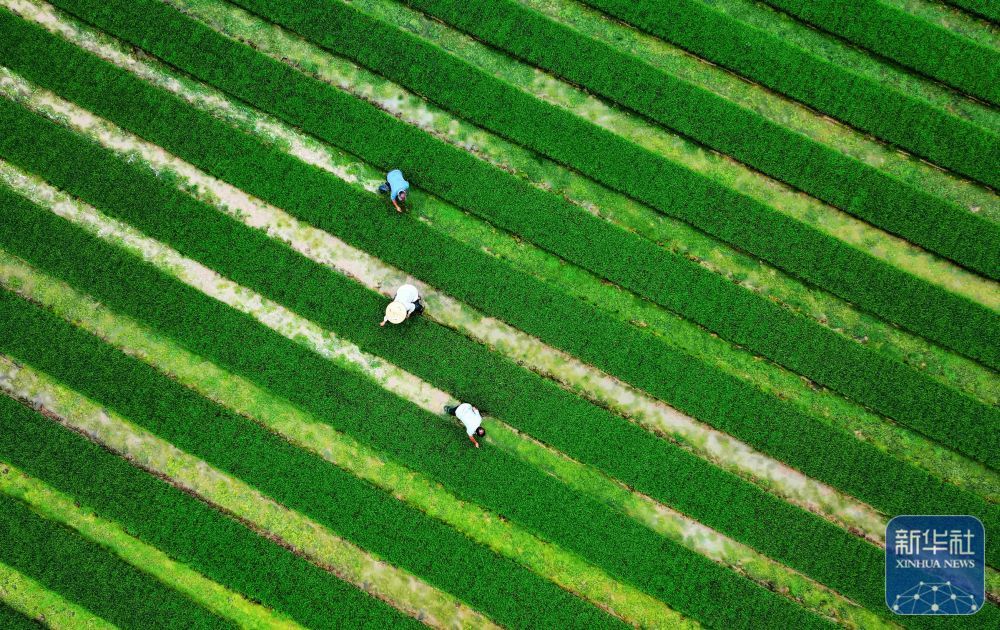 贵州岑巩:水稻制种确保稳产增收 贵州岑巩:水稻制种确保稳产增收