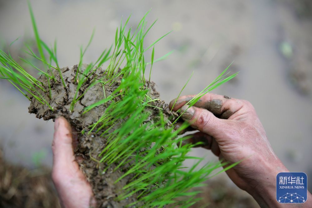 贵州岑巩:水稻制种确保稳产增收 贵州岑巩:水稻制种确保稳产增收