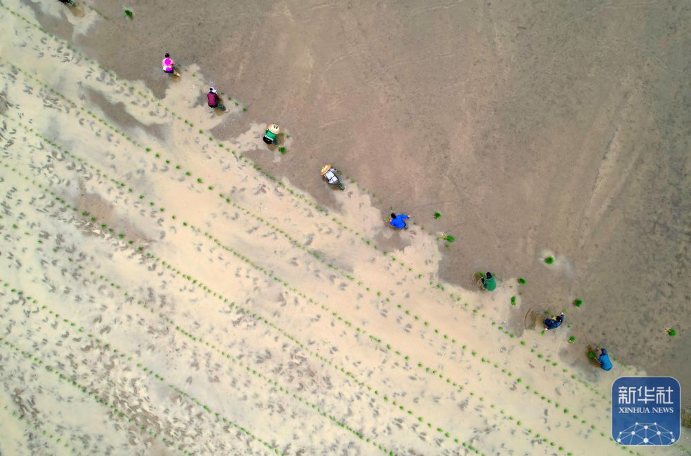 贵州岑巩:水稻制种确保稳产增收 贵州岑巩:水稻制种确保稳产增收