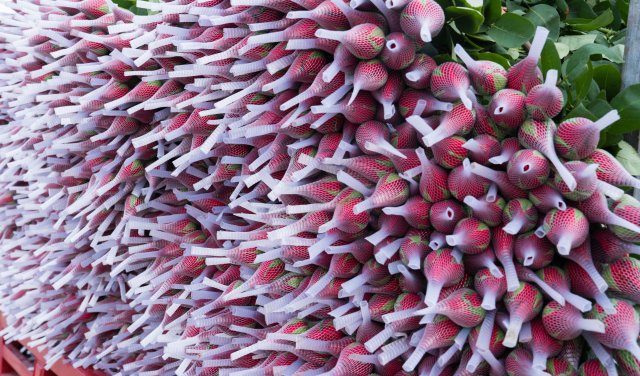 （采访传编辑 “新丝路 新青年”专题稿）晋宁鲜花“绽放”丝绸之路 云南花香飘向中亚2.jpg